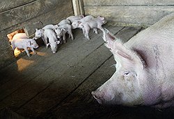 Сельское хозяйство оставят без помощи Сельское хозяйство оставят без помощи